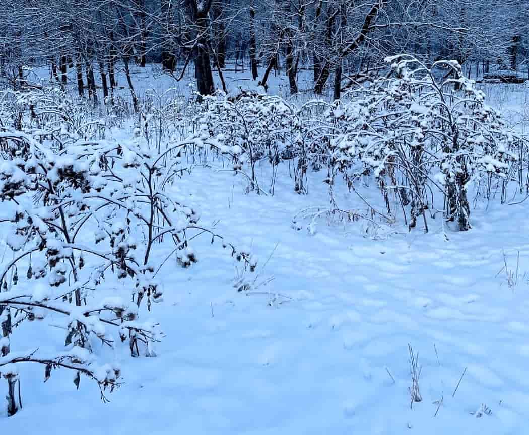 آیا می توانید سگی را که در برف به شما خیره شده ببینید؟ 