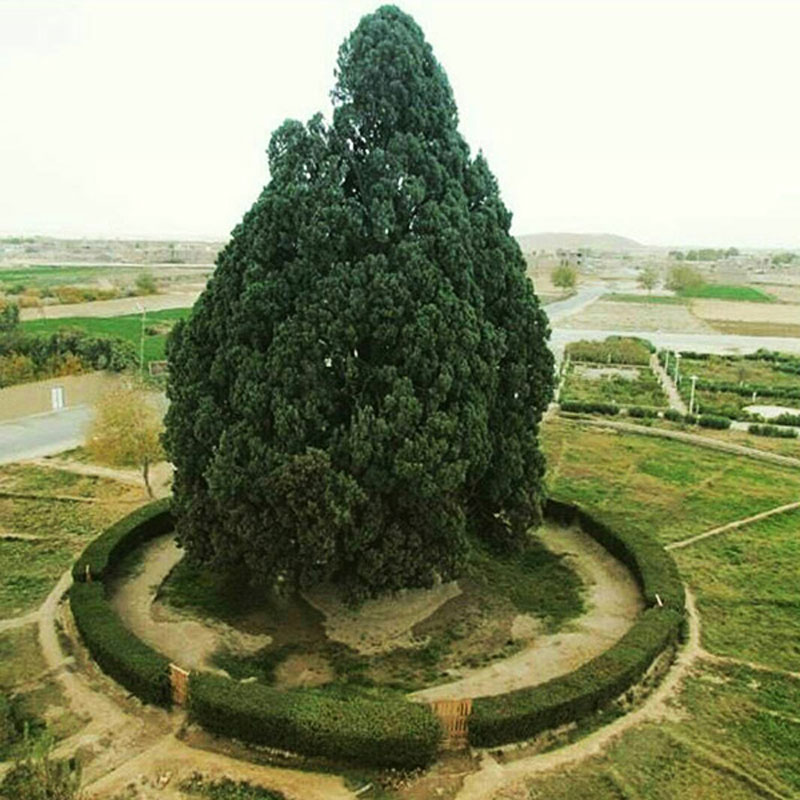 سرو ابرکوه