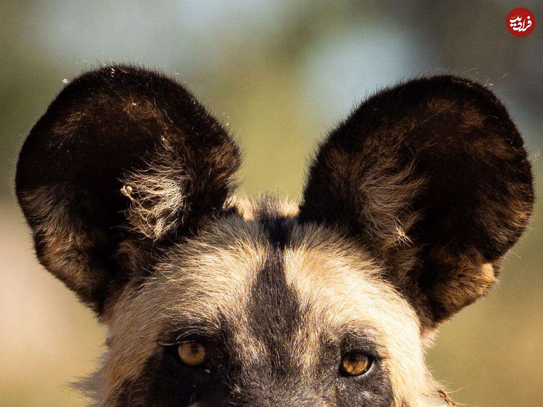 سگ