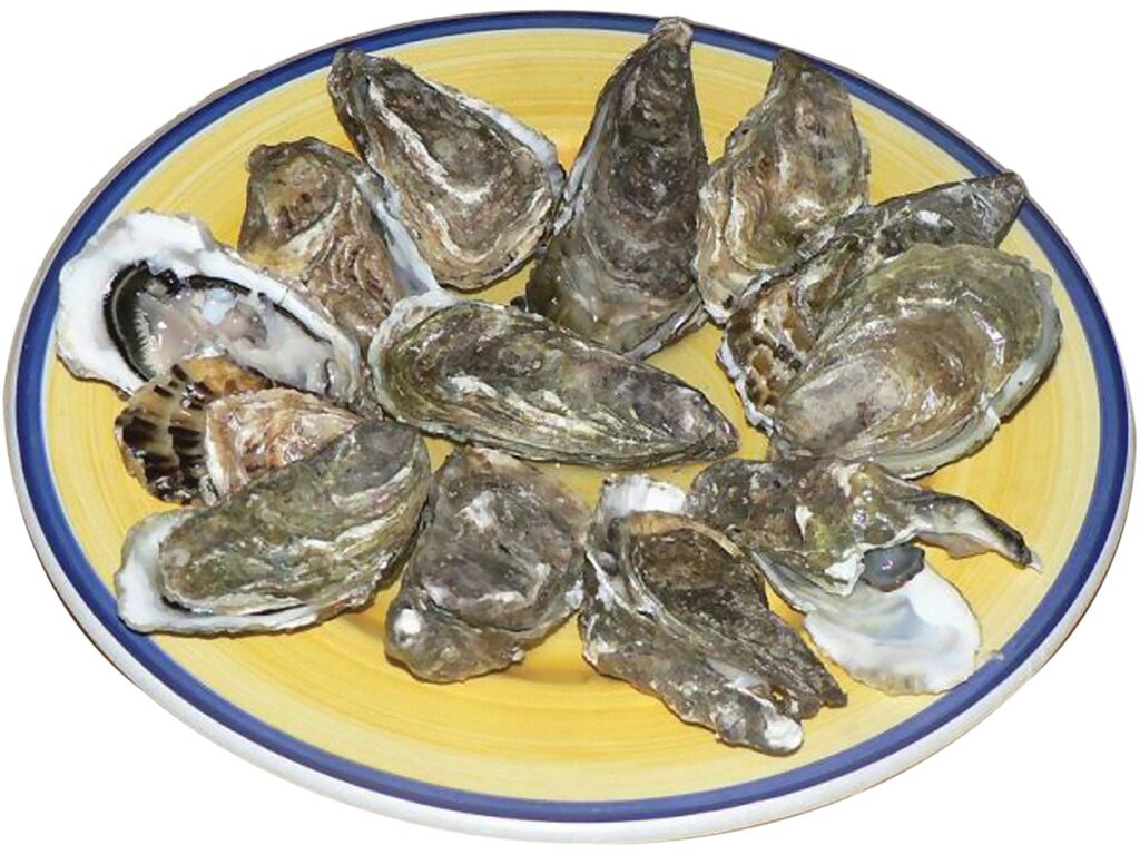 غذای زنده