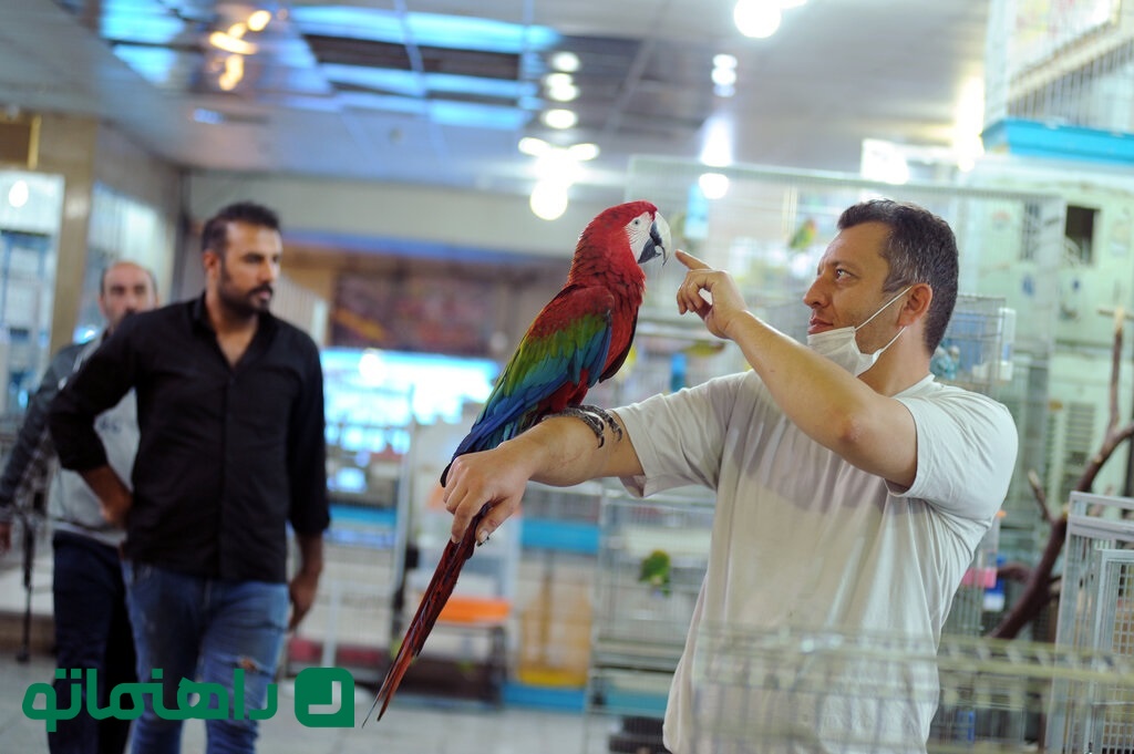 پرنده فروشی