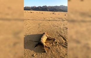 شکارچی منقرض شده به طبیعت برگشت / با وانت تعقیب و کشته شد!