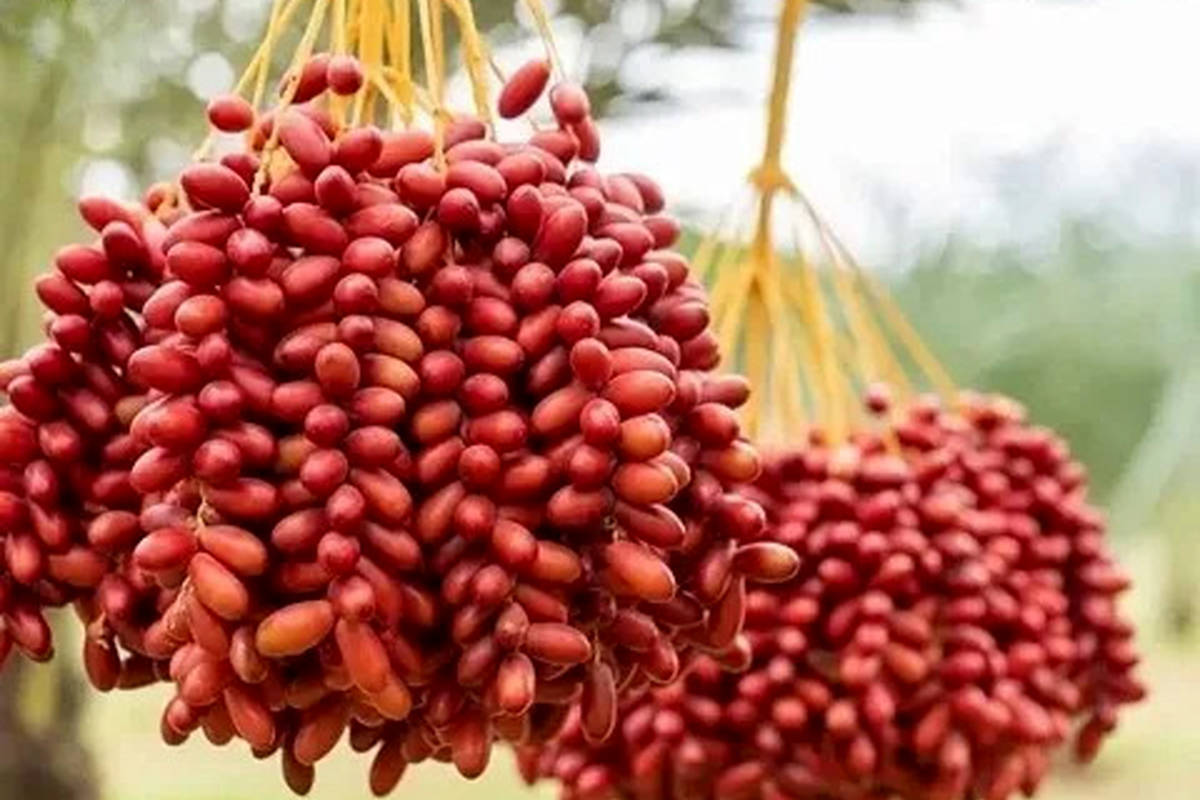 خرمای قرمز چه خواصی دارد؟
