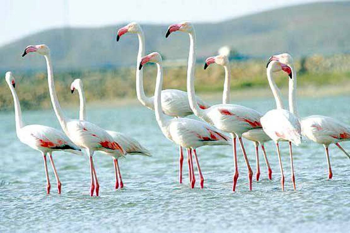 ورود فلامینگوها به زریوار/ تالاب مریوان نگینی در شمال غرب کشور

