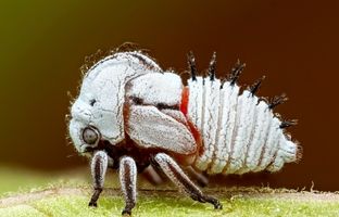 یکی از متفاوت ترین موجوداتی که در مکزیک پیدا می شود! + عکس