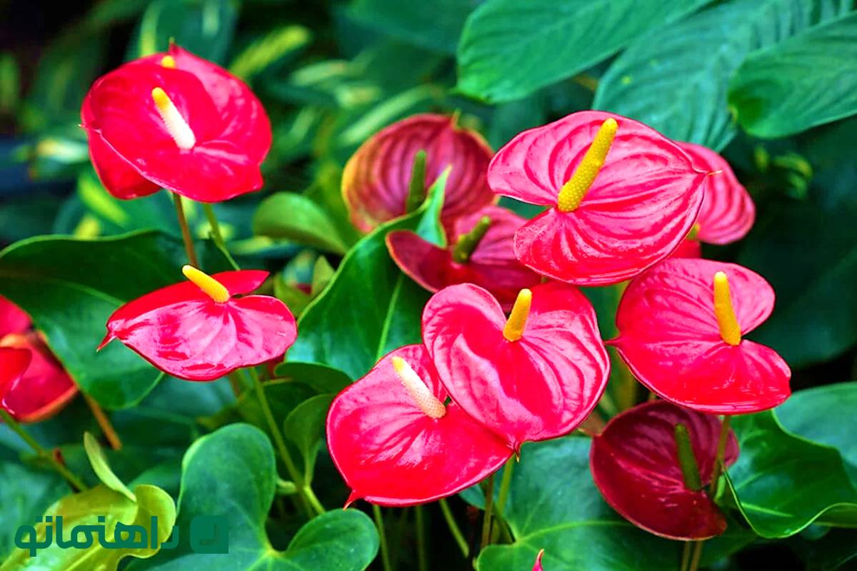 عشق را در گلدان بکارید؛ 7 گیاه آپارتمانی که نماد عشق و محبت اند!