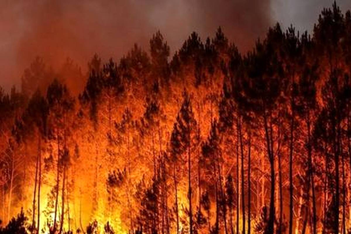 درختان نفس خود را در طول آتشسوزی حبس میکنند!