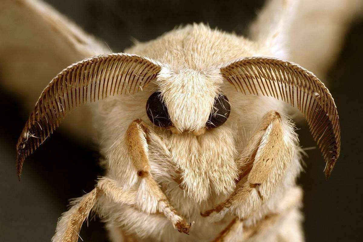 این پنج حشره دنیا را تغییر دادهاند؛ از کرم ابریشم تا مگس میوه