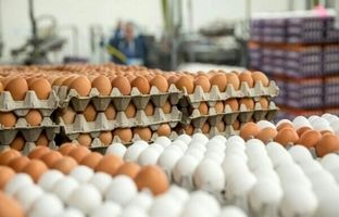 
قیمت تخم مرغ اعلام شد؛ بالاتر از این قیمت نخرید
