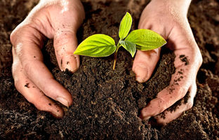 چگونه از پسماندهای میوه و سبزیجات در خانه کودگیاهی درست کنیم؟