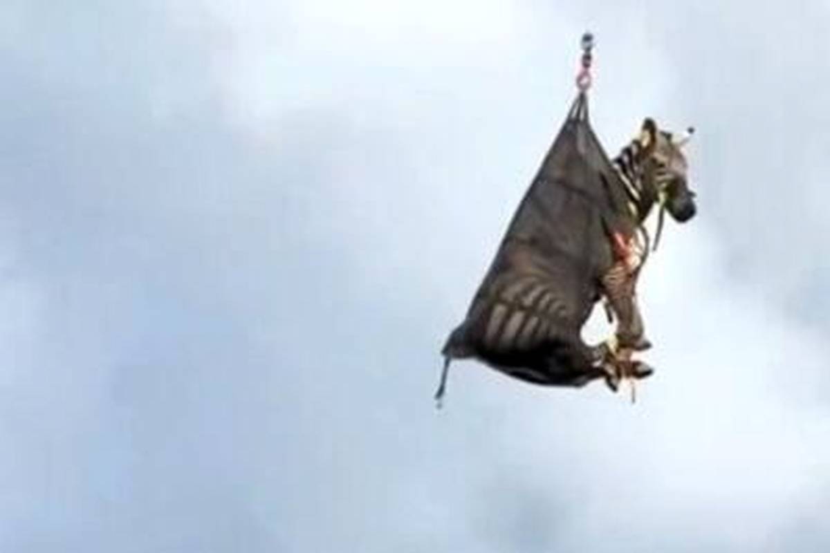  برگرداندن گورخر به صاحبش با هلیکوپتر + ویدئو