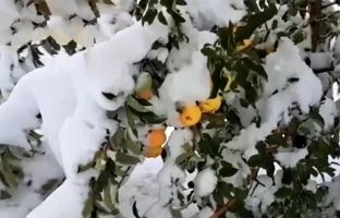 برف مجال برداشت محصولات کشاورزی در آذربایجان‌غربی را نداد + ویدئو