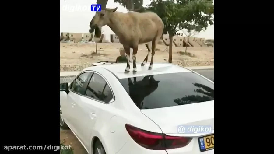 (ویدئو)  بالا رفتن بز سیاه روی سقف ماشین برای خوردن برگ‌های درخت