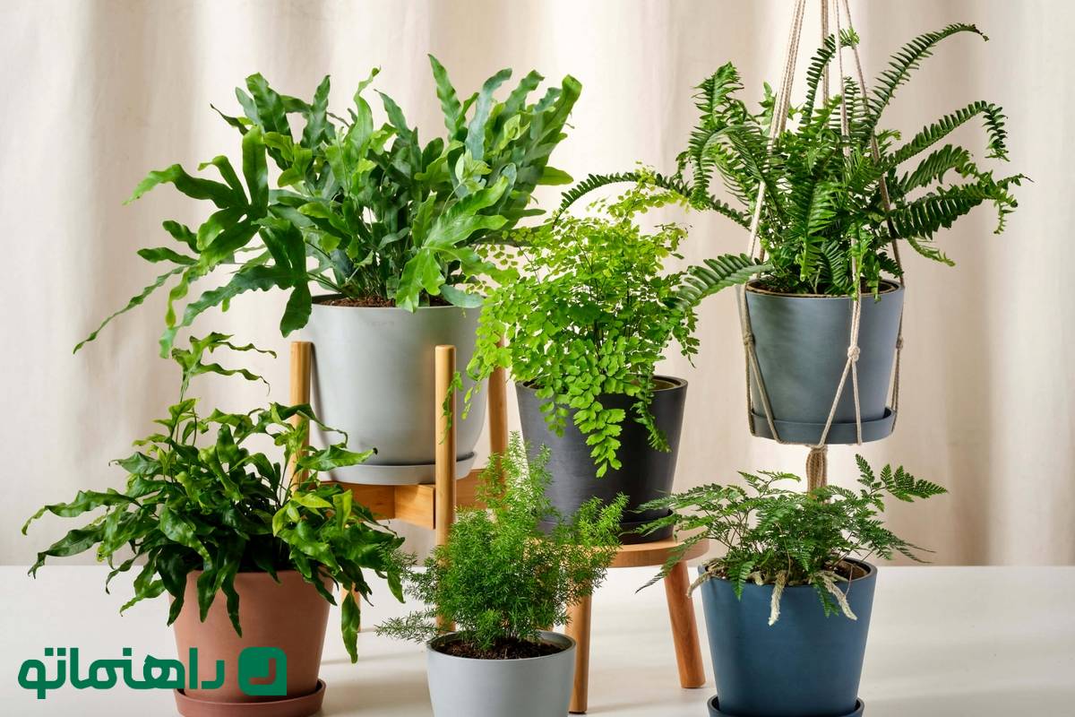 انواع سرخس؛ بی‌نظیرترین گیاهان آپارتمانی برای افراد پرمشغله