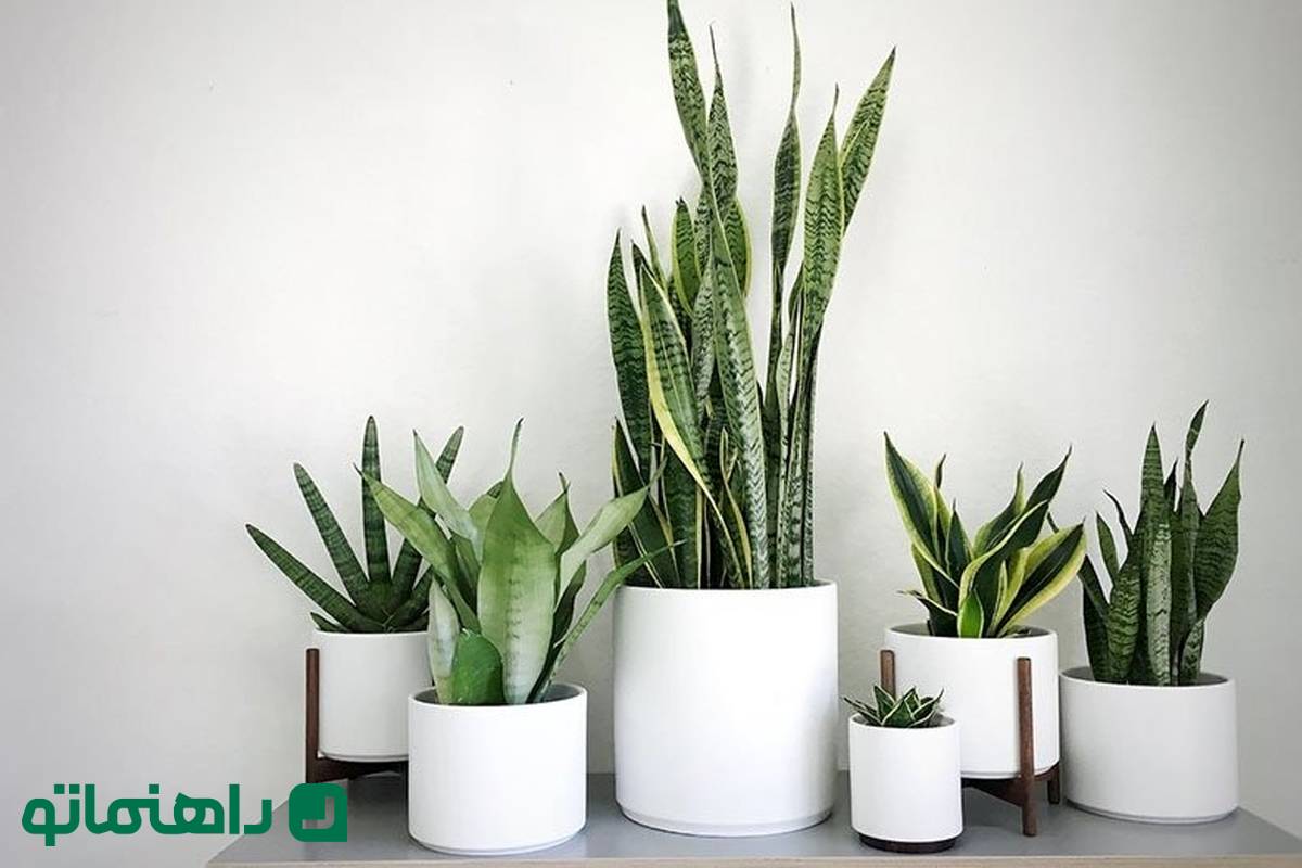 گیاهان آپارتمانی خوش یمن برای متولدین اسفند ماه