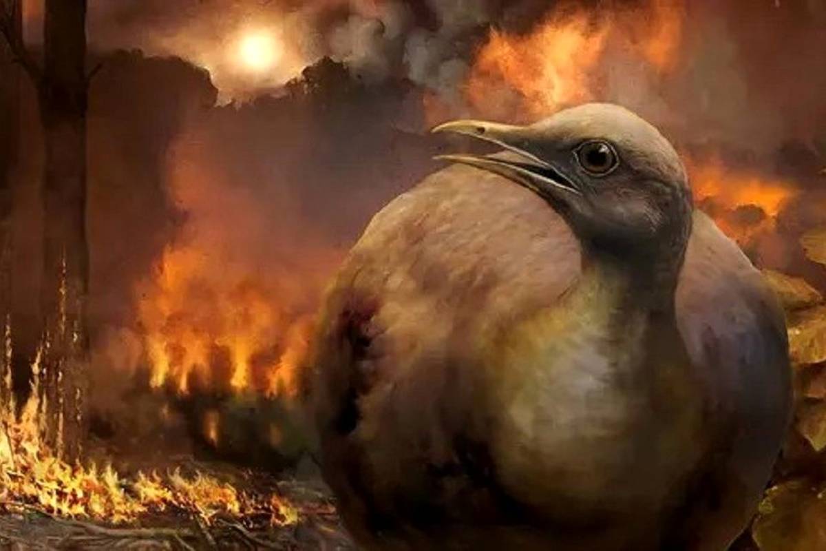 چرا پرندهها زنده ماندند اما دایناسورها منقرض شدند؟ + تصاویر