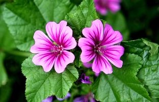 خواص دمنوش گل پنیرک ؛ نحوه مصرف پنیرک
