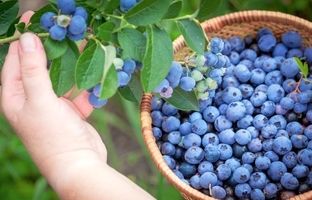 تا حالا مزرعه بلوبری در ایران دیده‌اید؟/ تصاویری جالب از اولین مزرعه بلوبری در ساری