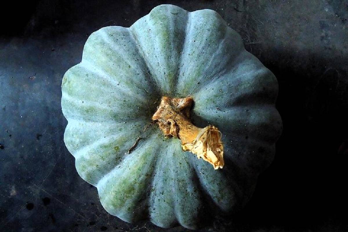 کدو تنبل آبی دیده بودید؟!