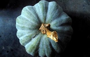 کدو تنبل آبی دیده بودید؟!