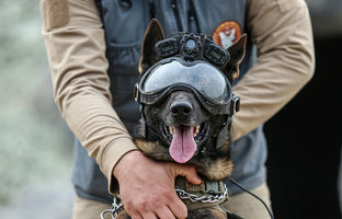 سگ‌های ویژه ارتش ترکیه اینجا تربیت می شوند + ویدئو