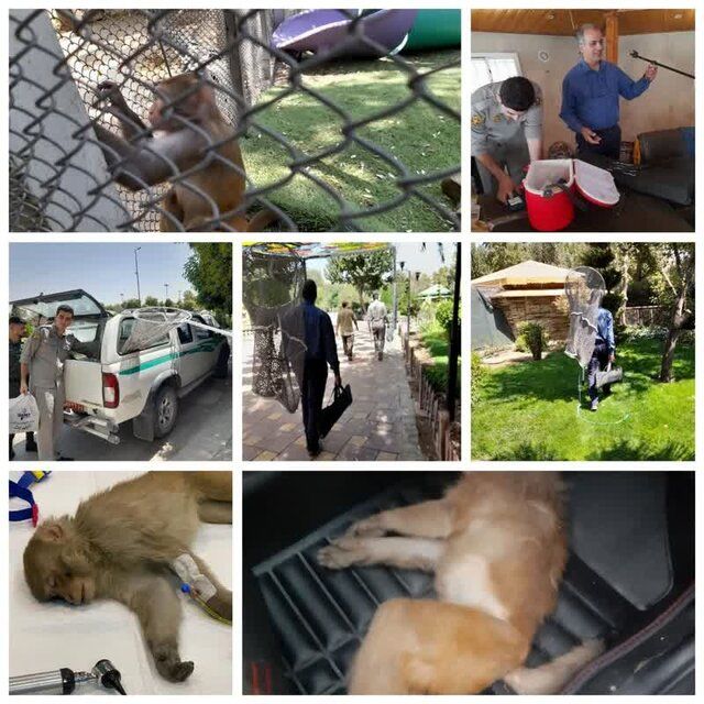 مشاهده میمون در پارک چمران کرج