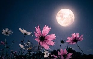 طلوع ماه صورتی در آسمان شب