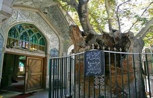 پیرترین موجود زنده تهران را بشناسید
