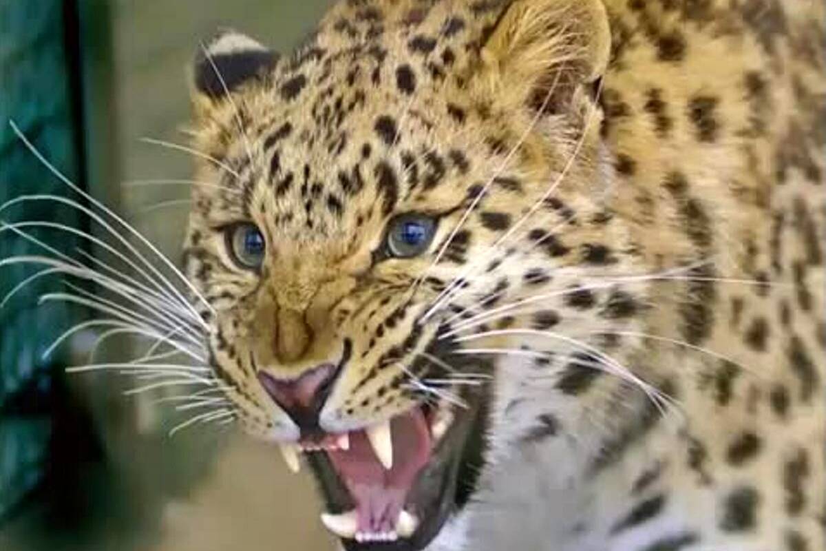 حمله پلنگها به خانهها در مازندرانی/ این حیوان گرسنه است!