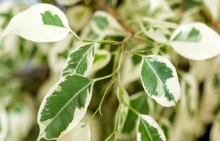 نحوه نگهداری فیکوس ؛ نکات مراقبتی برای گیاهان آپارتمانی فیکوس