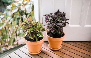 گیاه حسن یوسف چگونه گیاهی است و چطور از آن مراقبت کنیم؟