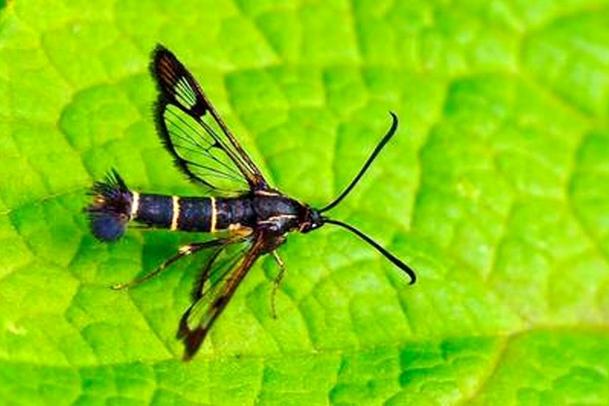 شاپرک بال شیشه ای: زیبایی عجیب و غریب در دل طبیعت + عکس