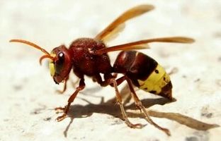 زنبوری که حتی با الکل ۸۰ درصد هم از پا در نمی‌آید + عکس