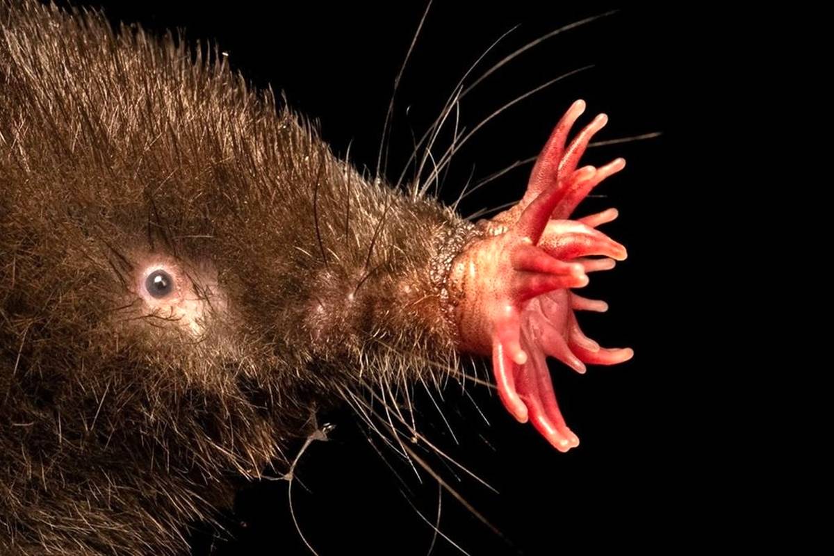 جانورانی که عجیبترین «چهرهها» را در دنیای حیوانات دارند