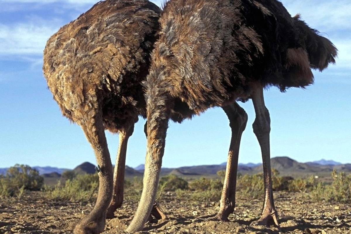 آیا شترمرغها واقعاً سرشان را در ماسه فرو میکنند؟