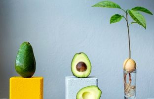 پرورش آووکادو در گلدان ؛ از میوه ای گران بها تا یک گیاه آپارتمانی شگفت انگیز