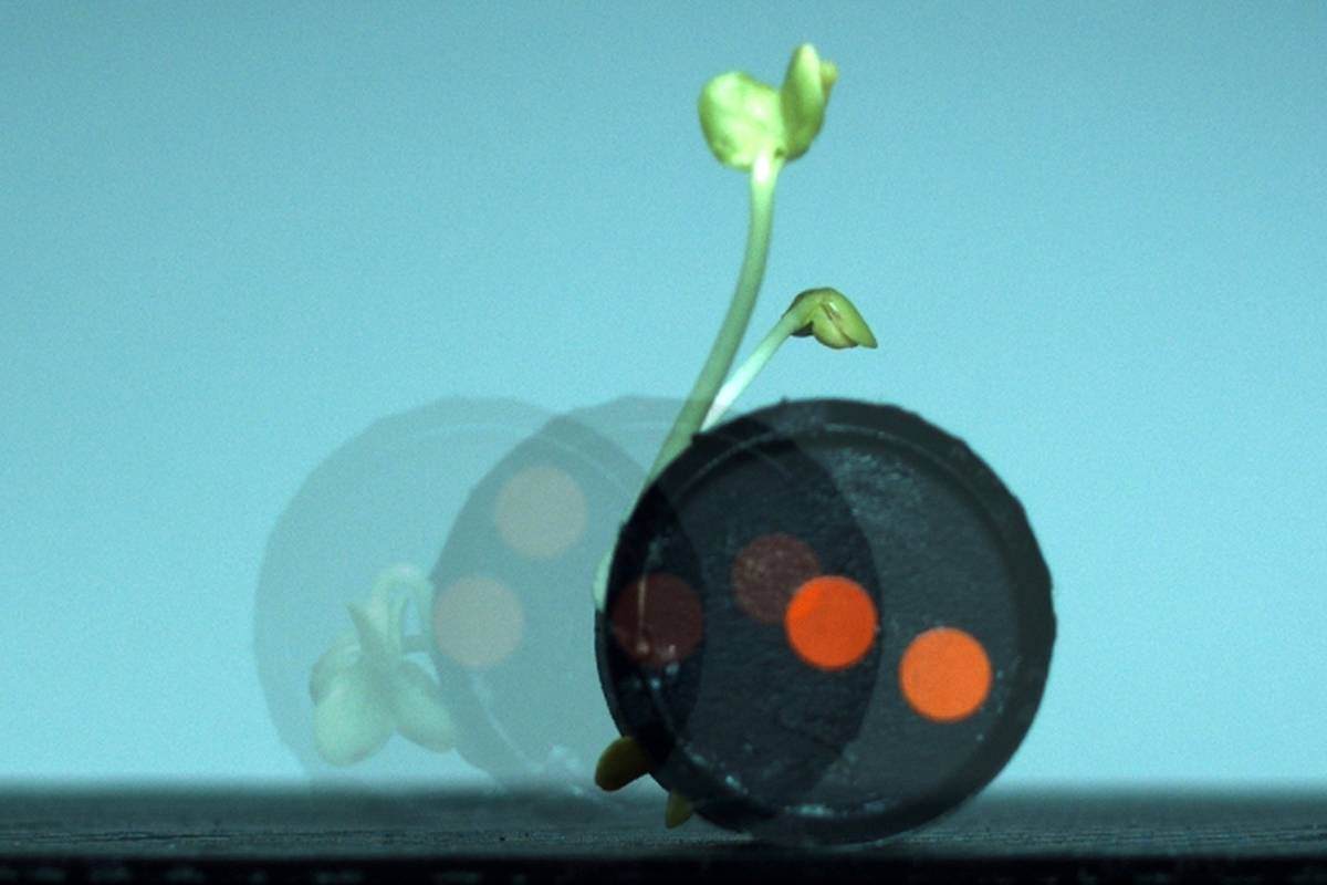 ربات تربچهای را میتوان پس از استفاده خورد!