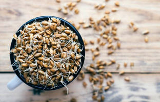 جوانه گندم برای چی خوبه ؟ ؛ ارزش غذایی جوانه گندم