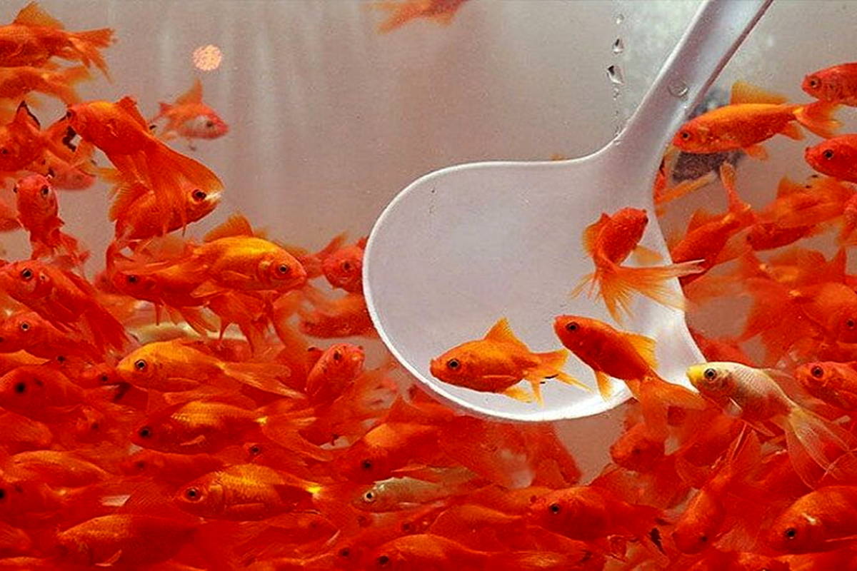 توصیه های بهداشتی که باید در مورد نگهداری ماهی قرمز بدانیم