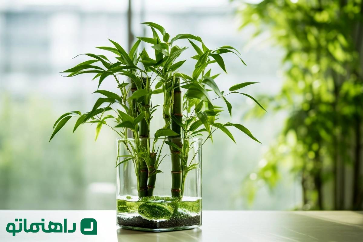 نحوه نگهداری بامبو در منزل ؛ گیاه آپارتمانی شانس شما