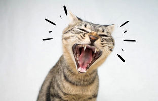 ساخت گردنبند مجهز به هوش مصنوعی که استرس گربه‌ها را تشخیص می‌دهد