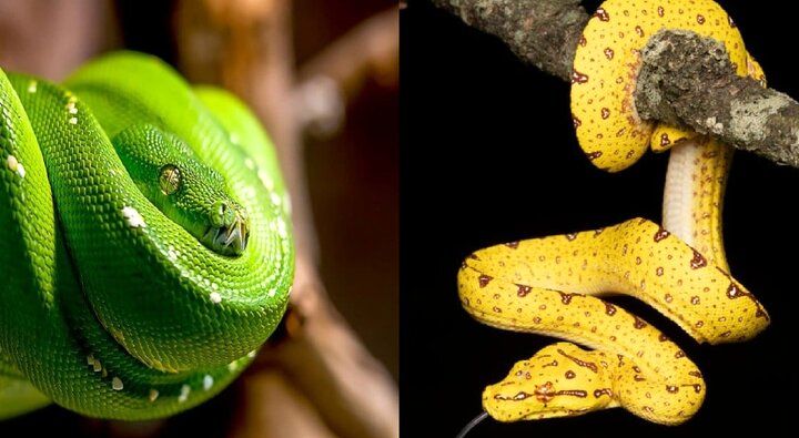 پیتون با بوآ چه فرقی دارد؟