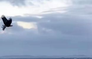 بره‌ای در چنگال عقاب در آسمان اسکاتلند + ویدئو