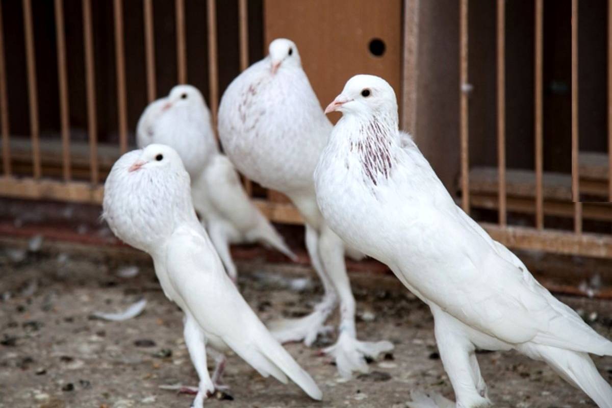 «سوپرمدل» دنیای «کبوترها» با شکل و شمایلی که انگار واقعی نیست!