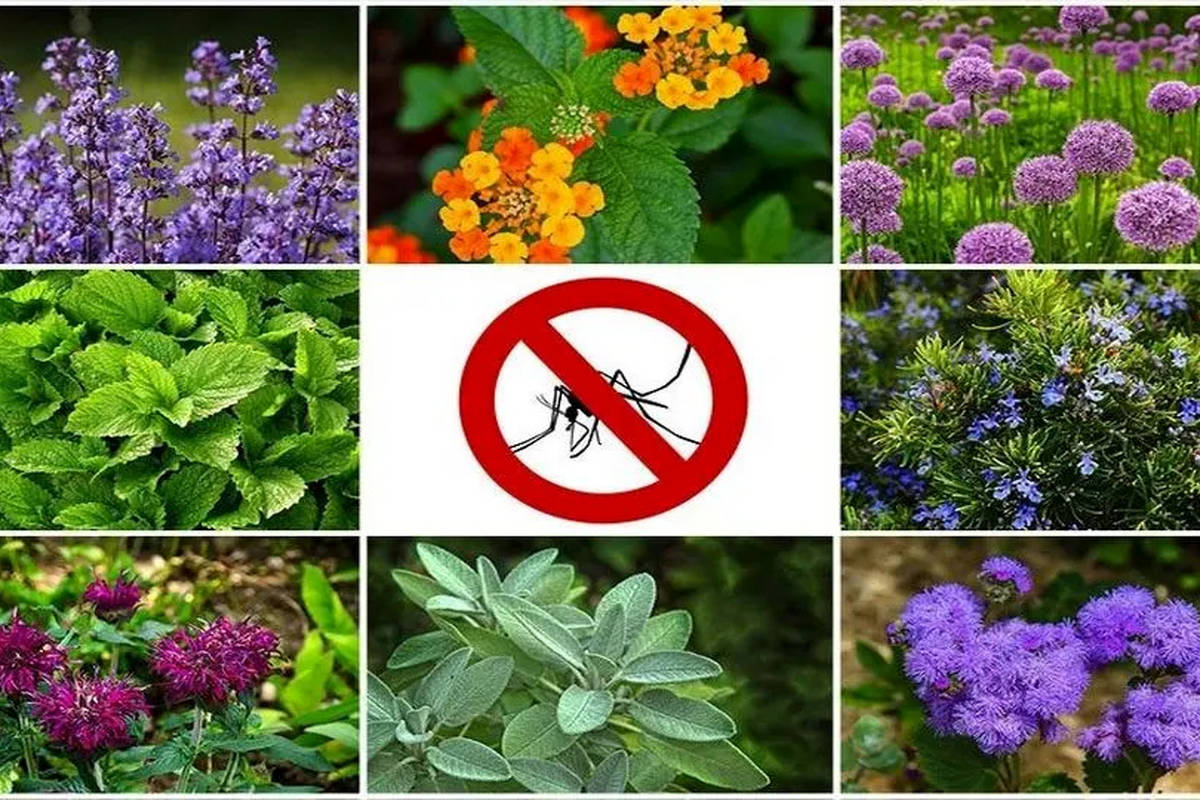 بهترین گیاهان و عصارههای گیاهی برای دفع پشهها