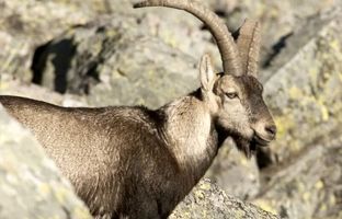  دوندگی عجیب بز کوهی روی صخره عمودی! + ویدئو