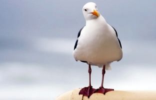 تا به حال خندیدن مرغ دریایی را دیده‌اید؟ + ویدئو