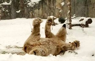 اولین برف حیوانات باغ وحش بروکفیلد را به وجد آورد + ویدئو