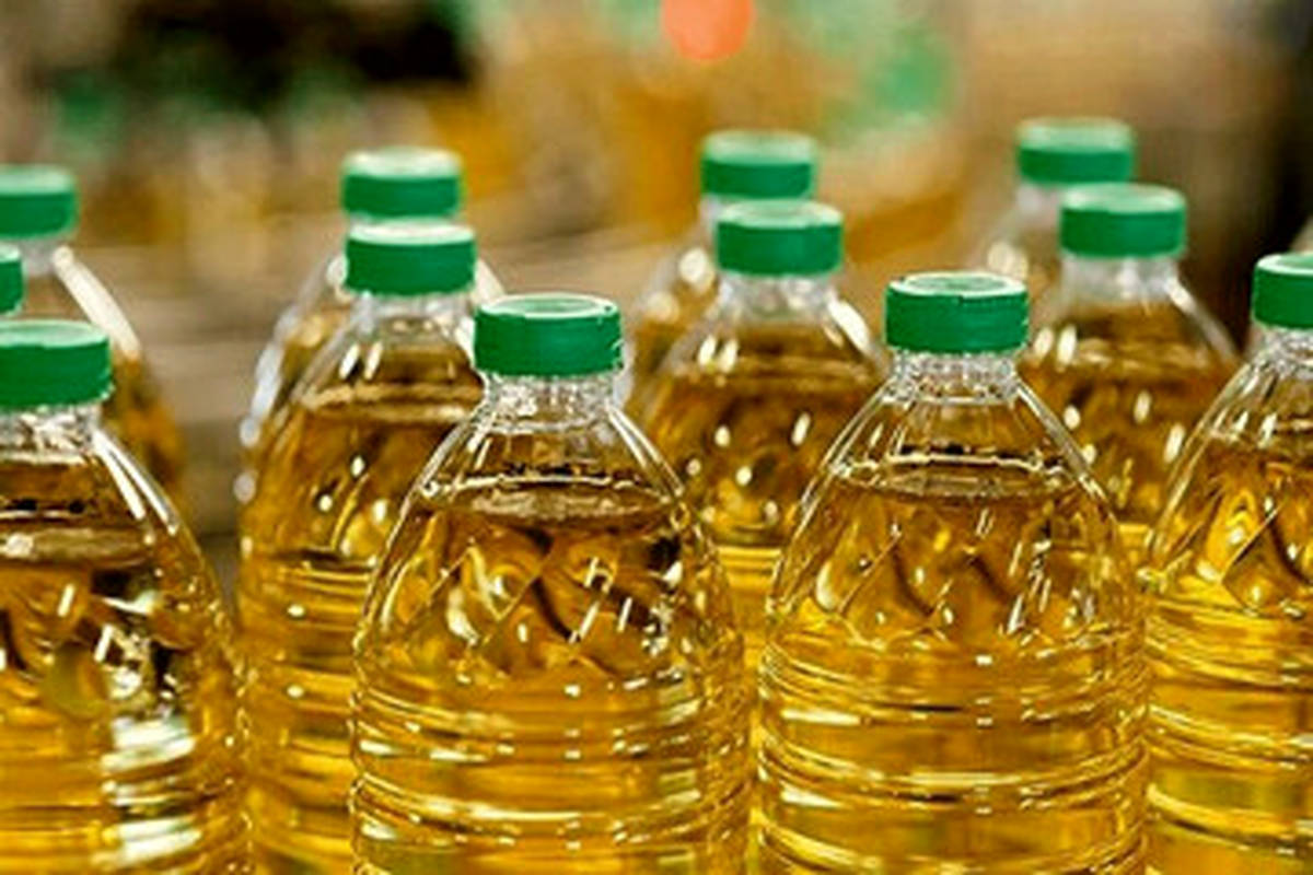 روغن کانولا یا آفتابگردان؟/ چرا میگویند روغن کانولا مصرف کنید؟