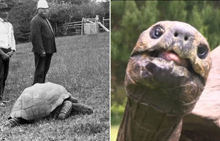 با ۱۹۳ سال سن، جاناتان پیرترین موجود زنده جهان است